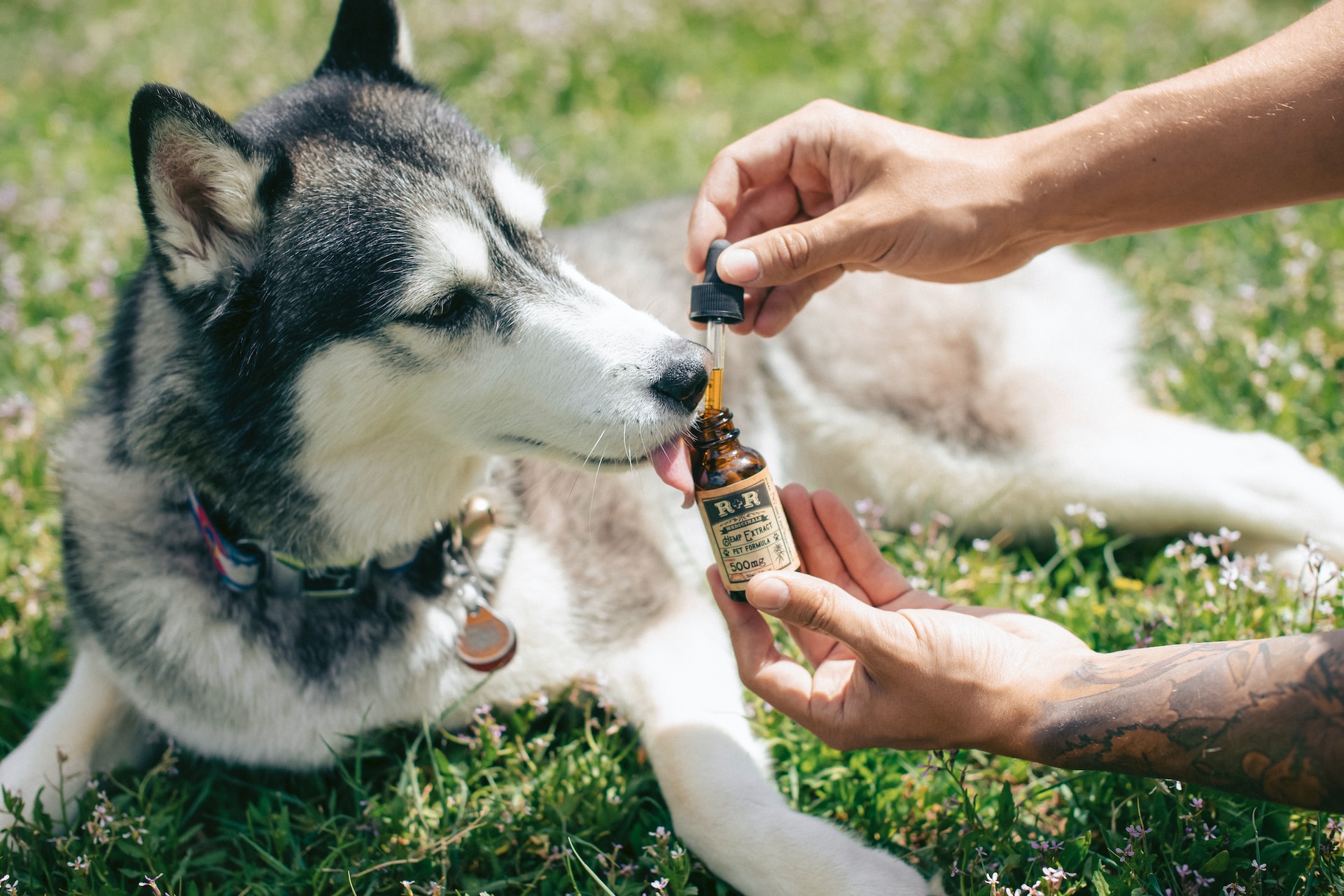 CBD Pet Oil